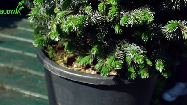 Випуск 41. Ялина сітхинська Silberzwerg смотреть онлайн