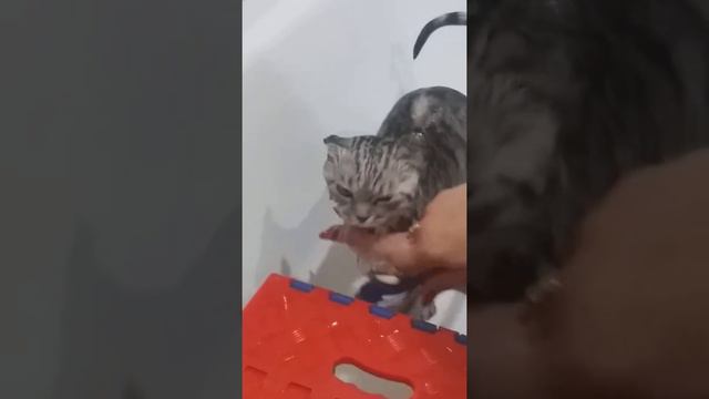 НАШ РУССКИЙ КОТ БАКС ОЧЕНЬ ЛЮБИТ КУПАТЬСЯ. смотреть онлайн