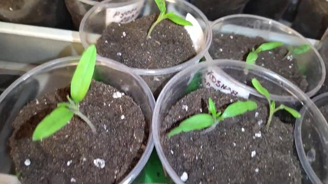 Пикировка и перевалка томатов смотреть онлайн