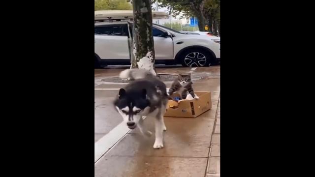Funny gnome Лучшие видео с домашними животными 6