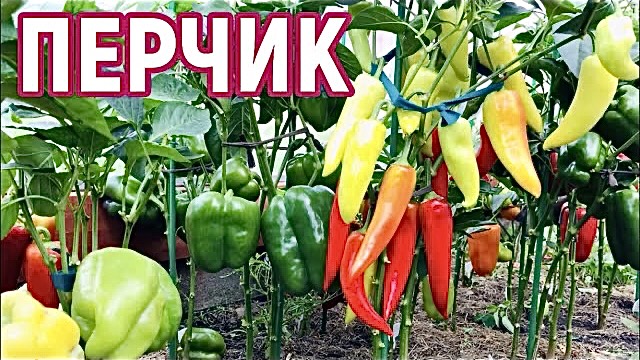 Сладкий перец поспевает. Обзор моего сладкого перца в августе.