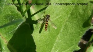 МАКРО ВИДЕО на камеру SONY HDR-SR1E (MACRO VIDEO on SONY HDR-SR1E camera)