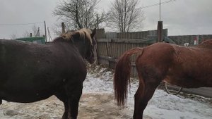 у Жеребца все получилось
