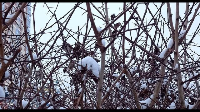 Игорь Северянин  Я хочу #стихиолюбви   #поэтыCеребряноговека