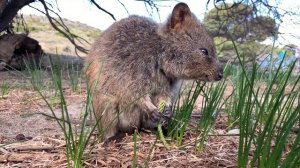 Quokka