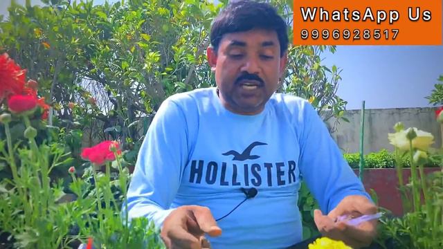 गुलाब से भी सुंदर और बड़ा ये फूल भर देगा आपके बागीचे को रंगो से | Ranunculus Care और इसकी A-Z जानकार смотреть онлайн