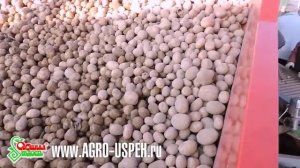 СБОР КАРТОФЕЛЯ