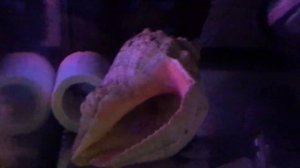 ЭЛЕОТРИС КОВРОВЫЙ. Разведение красивой, элегантной и редкой рыбы. Формирование пары, нерест, личинк