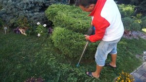 Стрижка можжевельника Садовая абстракция!