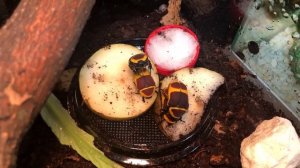 Как размножаются жуки? Африканские бронзовки (Pachnoda marginata)