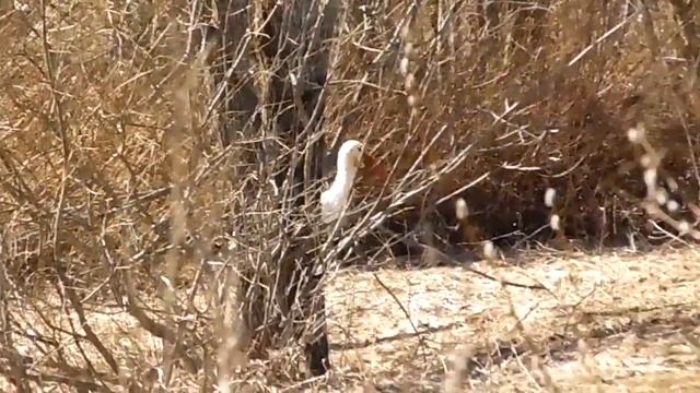 Скрытая камера у аистов\\Аист гуляет, ухаживает за женой, сушит перья после водных процедур смотреть онлайн