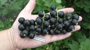 Эбони (Ebony) чернаясмородина.