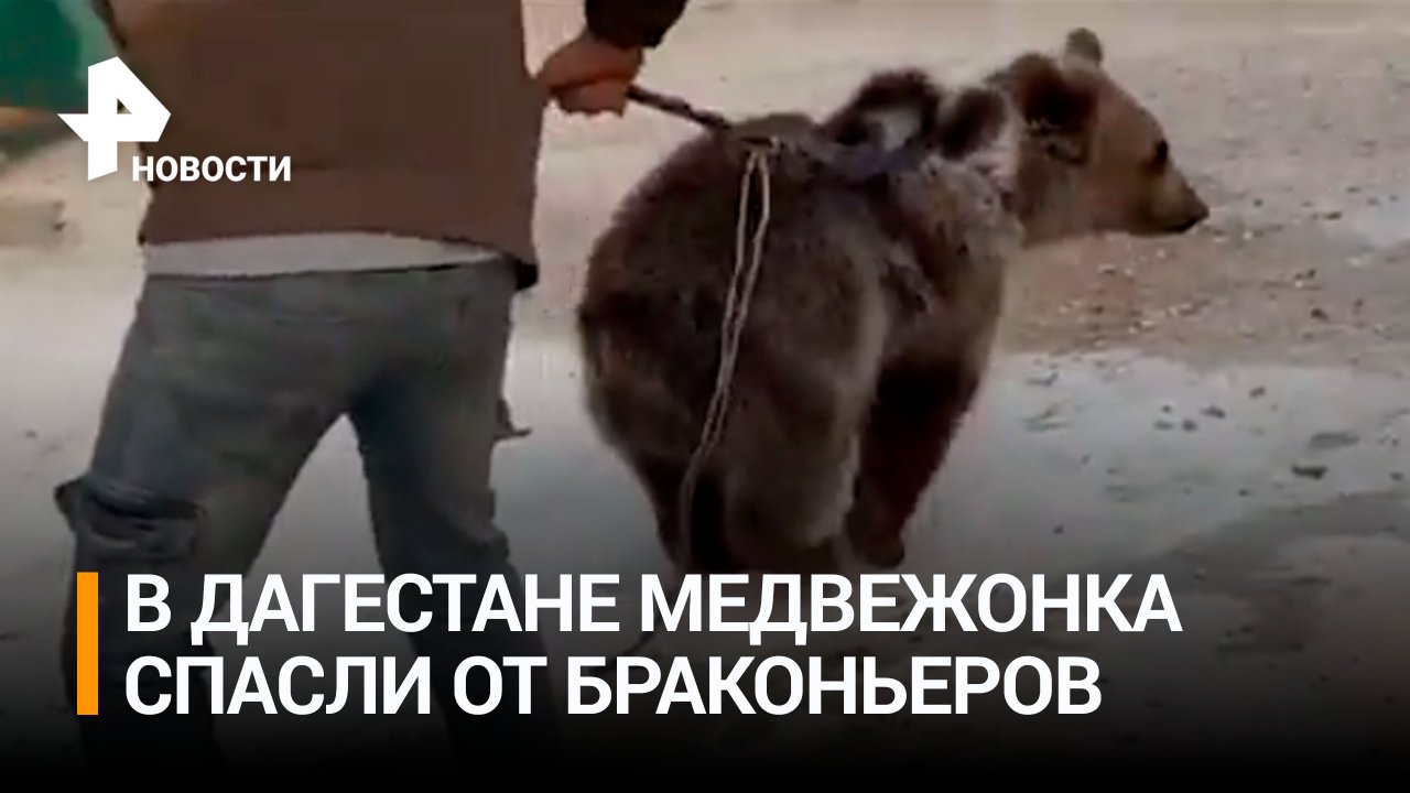 В Дагестане медвежонка спасли от браконьеров / РЕН Новости