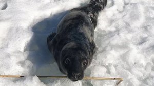 Под Санкт-Петербургом спасли детеныша серого тюленя / События на ТВЦ