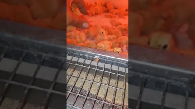 перепела смотреть онлайн