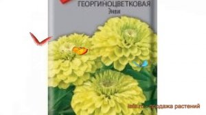 Цинния георгиноцветковая Георгиноцветковая Энви ? обзор: как сажать, семена циннии