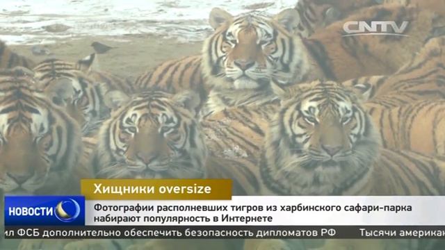Фотографии располневших тигров из харбинского сафари-парка набирают популярность в Интернете смотреть онлайн