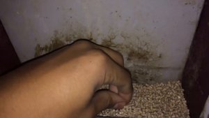 Кормление кроликов.комбикорм для кроликов.просьба подписчика.