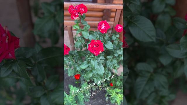 Без фильтров🌹 #красота #природа #розы #садовод #flowers #энергиидня #доброеутро #хорошеенастроение