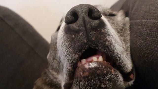 Dog Snoring
