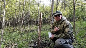 Солонец объели зайцы. Косули приходили