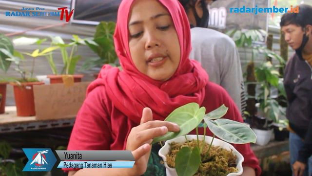 ANTHURIUM MANGKOCI, TANAMAN KHAS LUMAJANG TEMBUS PASAR EKSPOR смотреть онлайн