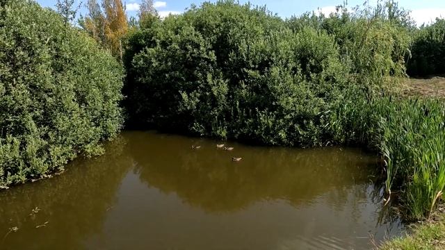 Плохой и Хороший Попер на Окуня! Попер Дайва зеро. Ловля на попер окуня.