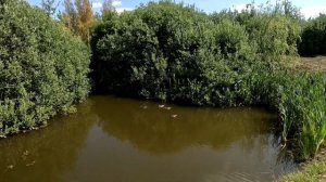 Плохой и Хороший Попер на Окуня! Попер Дайва зеро. Ловля на попер окуня.