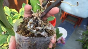 Moldy Roots on a Phalaenopsis