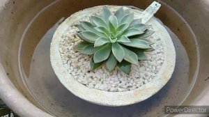 Echeveria Paniculata, Vamos cuidar de nossas Echeverias.....