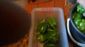 Красивый,мощный,толстый-перец Игало