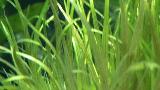 Эдогониум в аквариуме - причины и как бороться и избавиться от этой водоросли