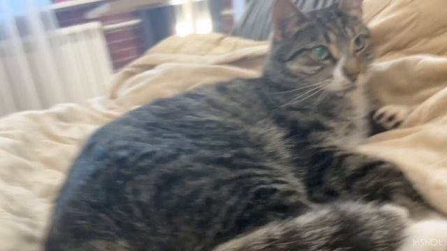 Мой любимый котик смотреть онлайн