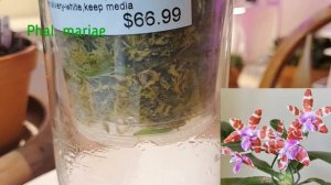 Видовые фаленопсисы Часть 2