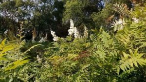 Прохор Шаляпин потерял миллионы после свадьбы с Татьяной Дэвис !