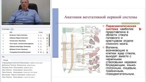 Вегетативная нервная система. Анатомия, исследование функций.mp4