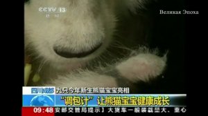 Девять медвежат-панд дебютировали в исследовательском центре в Чэнду (новости)