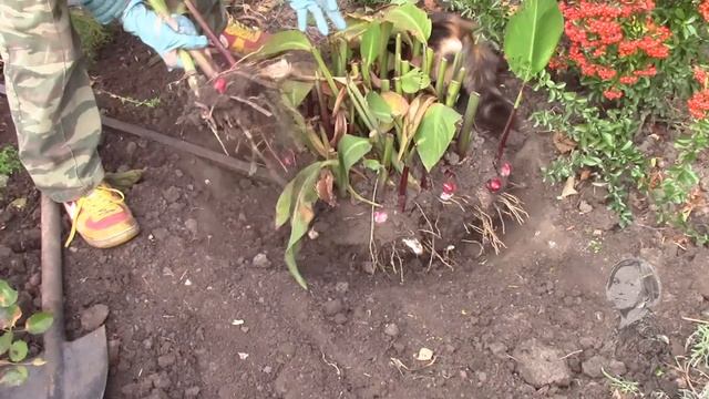 КАННЫ, РАСТЕНИЕ ОСЕНЬЮ КОГДА НАДО ВЫКАПЫВАТЬ КЛУБНИ!? смотреть онлайн