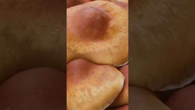 грибная семья