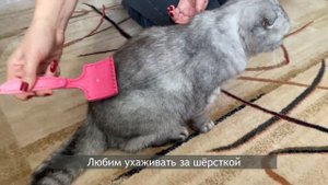 Шотландские вислоухие: плюсы и минусы. Мой любимый котик)