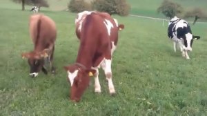 Африканские животные    Лев Спаривание,  Дикие животные