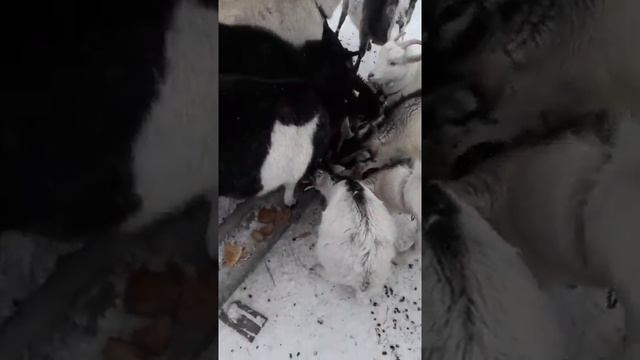 Осваиваем содержание коз по иному.