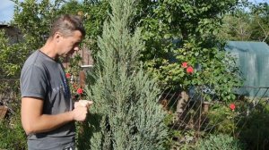 Можжевельник скальный Skyrocket (Все о хвойных часть 9) Juniper rock  Skyrocket