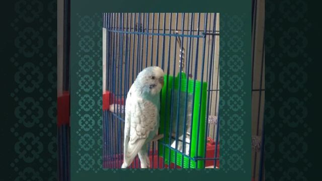 мои питомцы смотреть онлайн