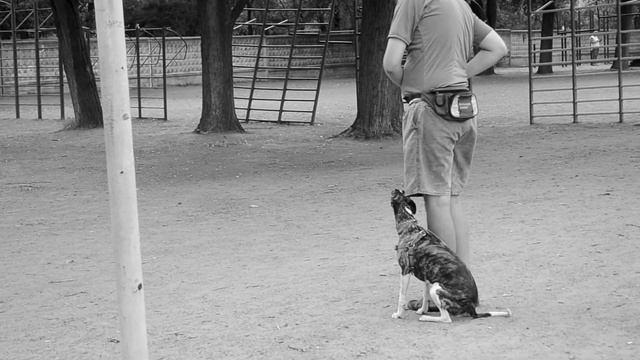 Прохожие бабушки создают группу BH для уиппета! смотреть онлайн