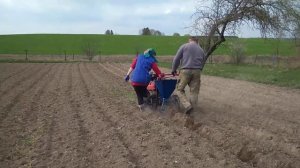 Посадка картошки мотоблоком с картофелесажалкой