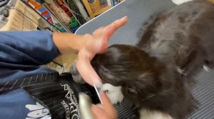 Dog Show Grooming: How To Groom a Powderpuff Chinese Crested