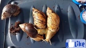 Улитки ахатины ?Уборка в контейнерах? #улиткиахатины#моилюбимки#твимз