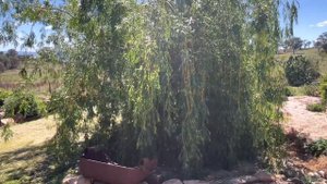 Spring Garden tour and inter planting in the cutting garden 🪴