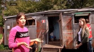 В России вступил в силу закон о жестоком обращении с животными. Что изменилось